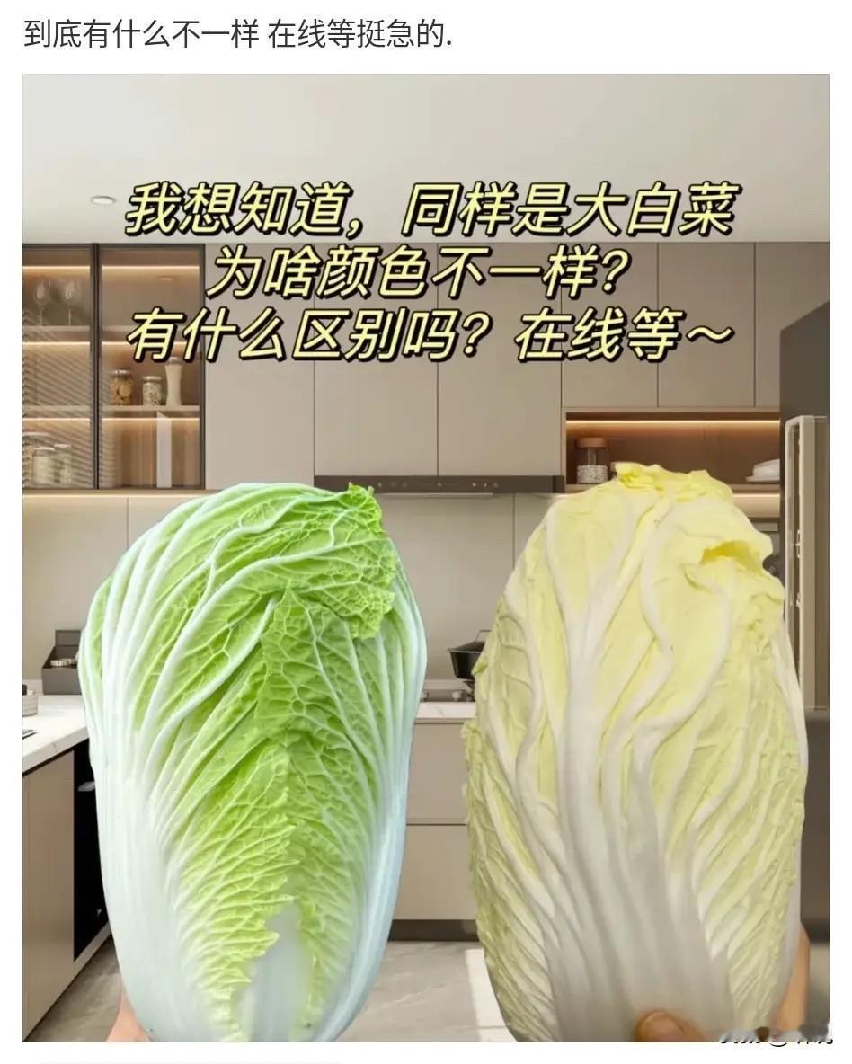 同样是白菜，这两种有什么不一样的？