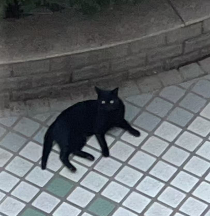 小区门口看到一只黑猫看见人就叫一直赖着也不肯走话说该不该给小黑投喂点[期