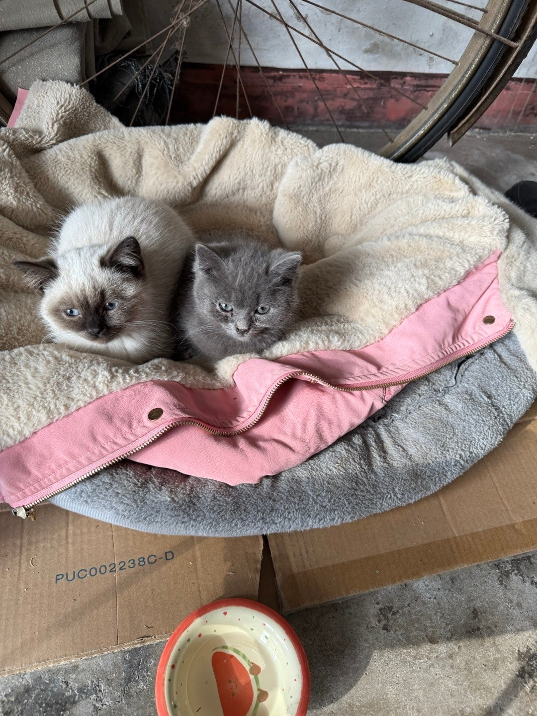 好清纯的两小猫