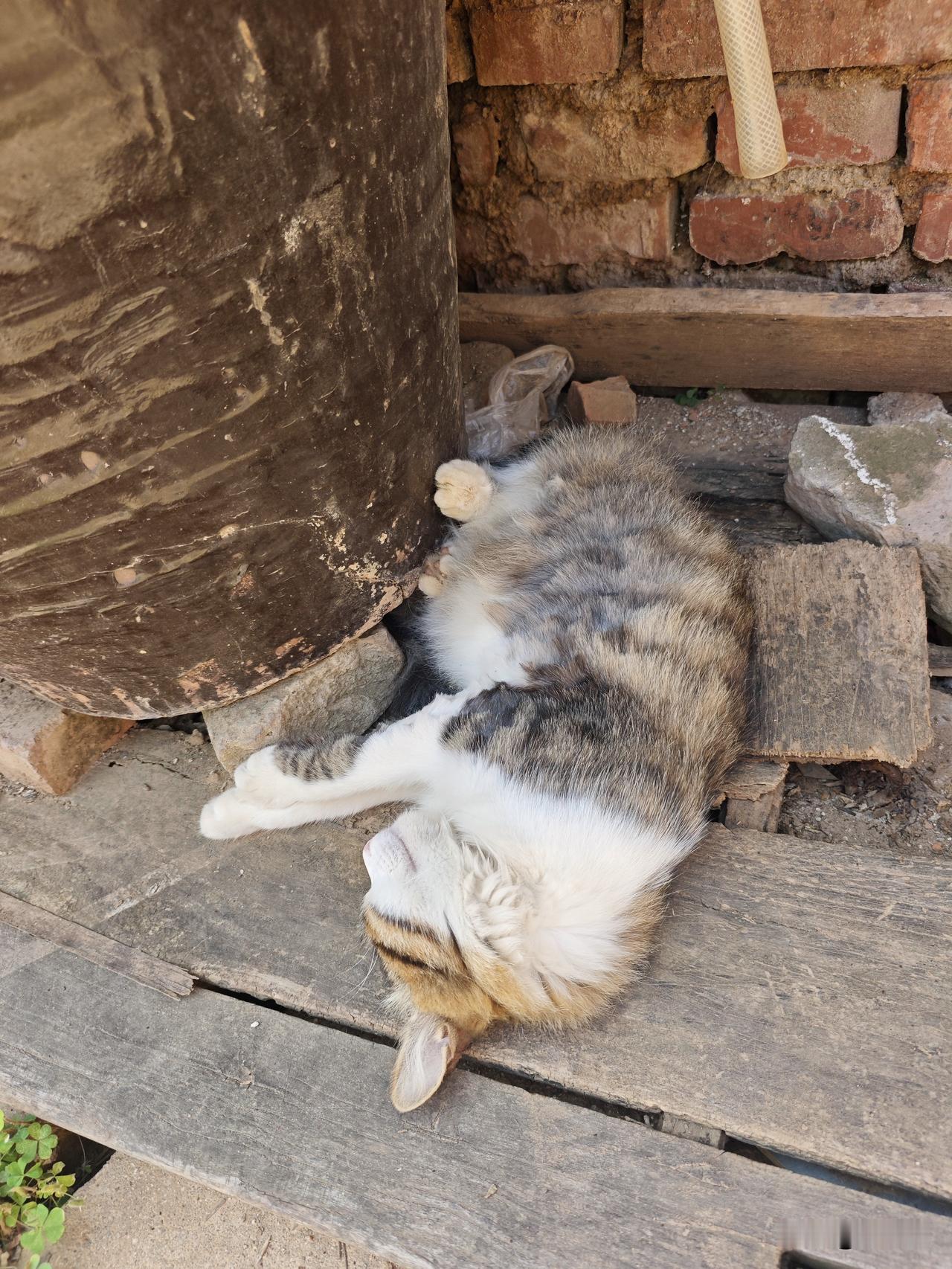 你家的猫咪都是怎么睡觉的呢?我家猫睡觉真没一点优雅样子，一点不像精致小宠物。