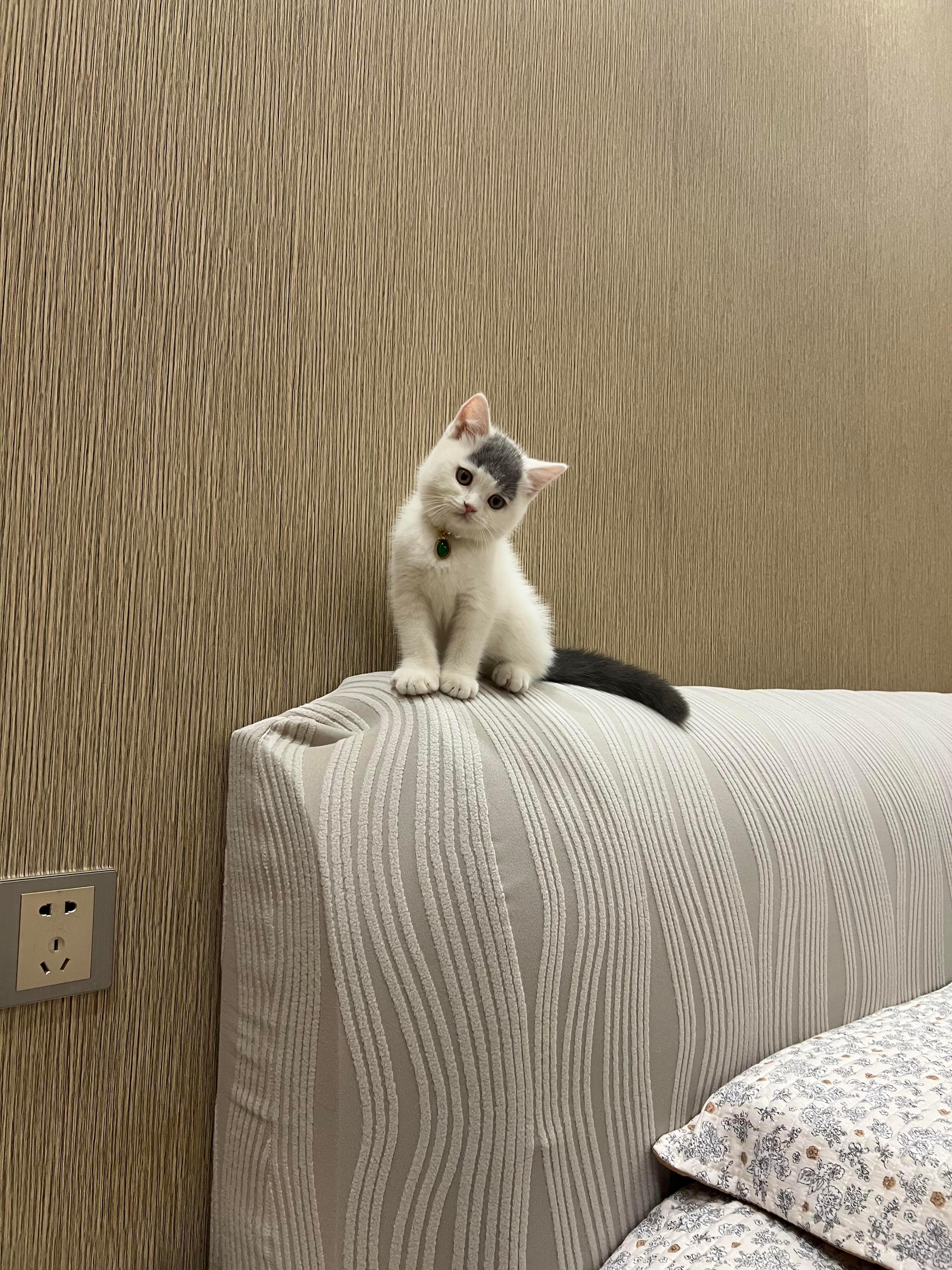 可是齐刘海小猫真的很萌啊！