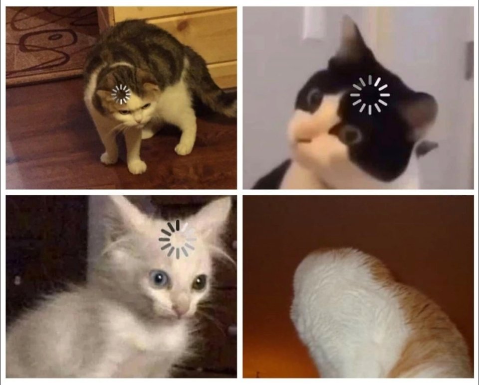 当宿舍有人问等下吃什么时:猫猫meme​​​