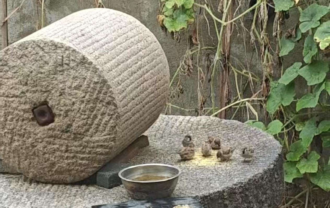 原来只是买些小玉米碴子喂麻雀，入冬以后麻雀越来越多，且每天早上和傍黑天时都按时来