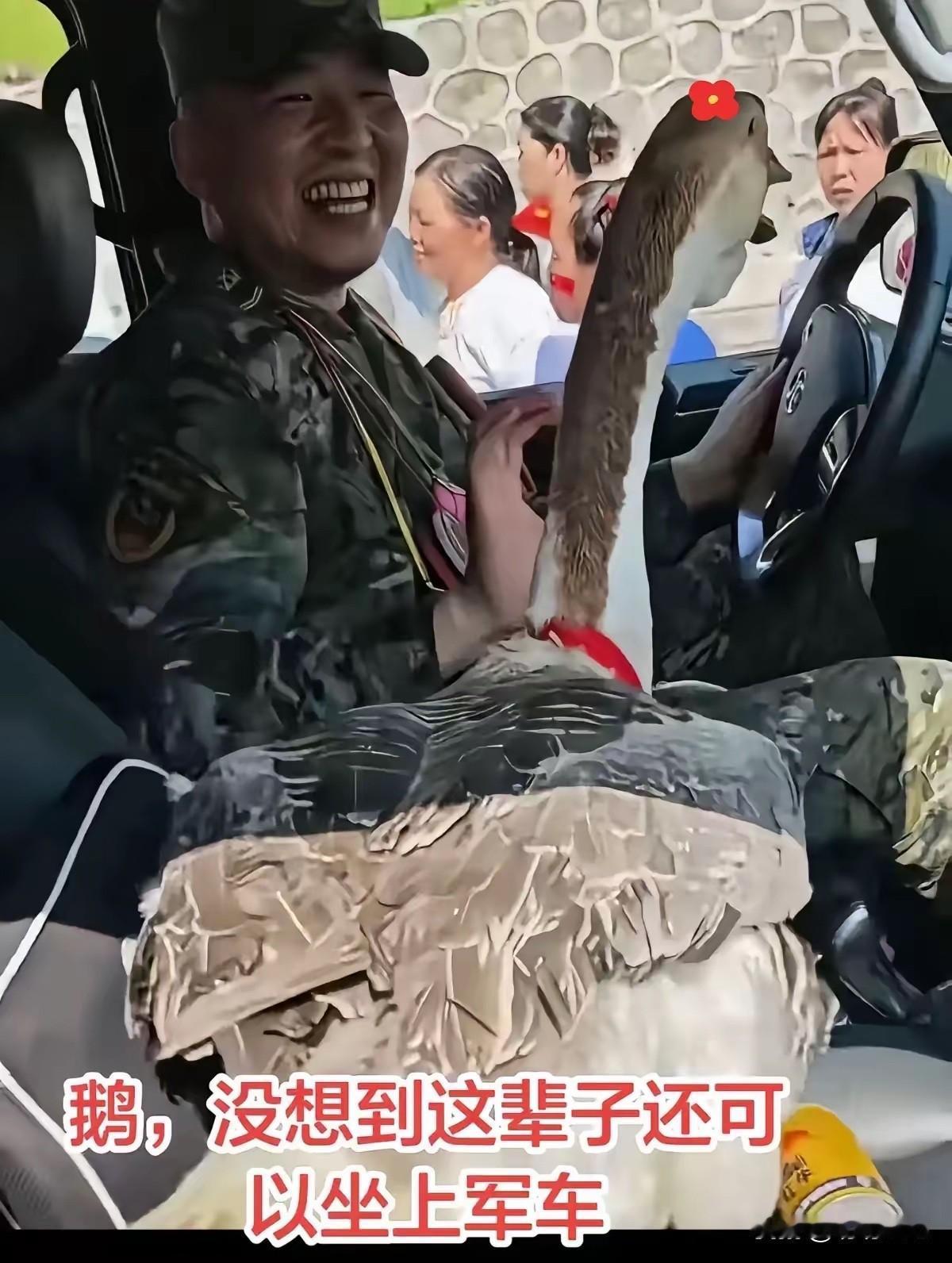 洪水退了，兵哥要走。贵港一位阿婆抱着大肥鹅，腿上绑着红绳，死活往车上塞。战士摆手