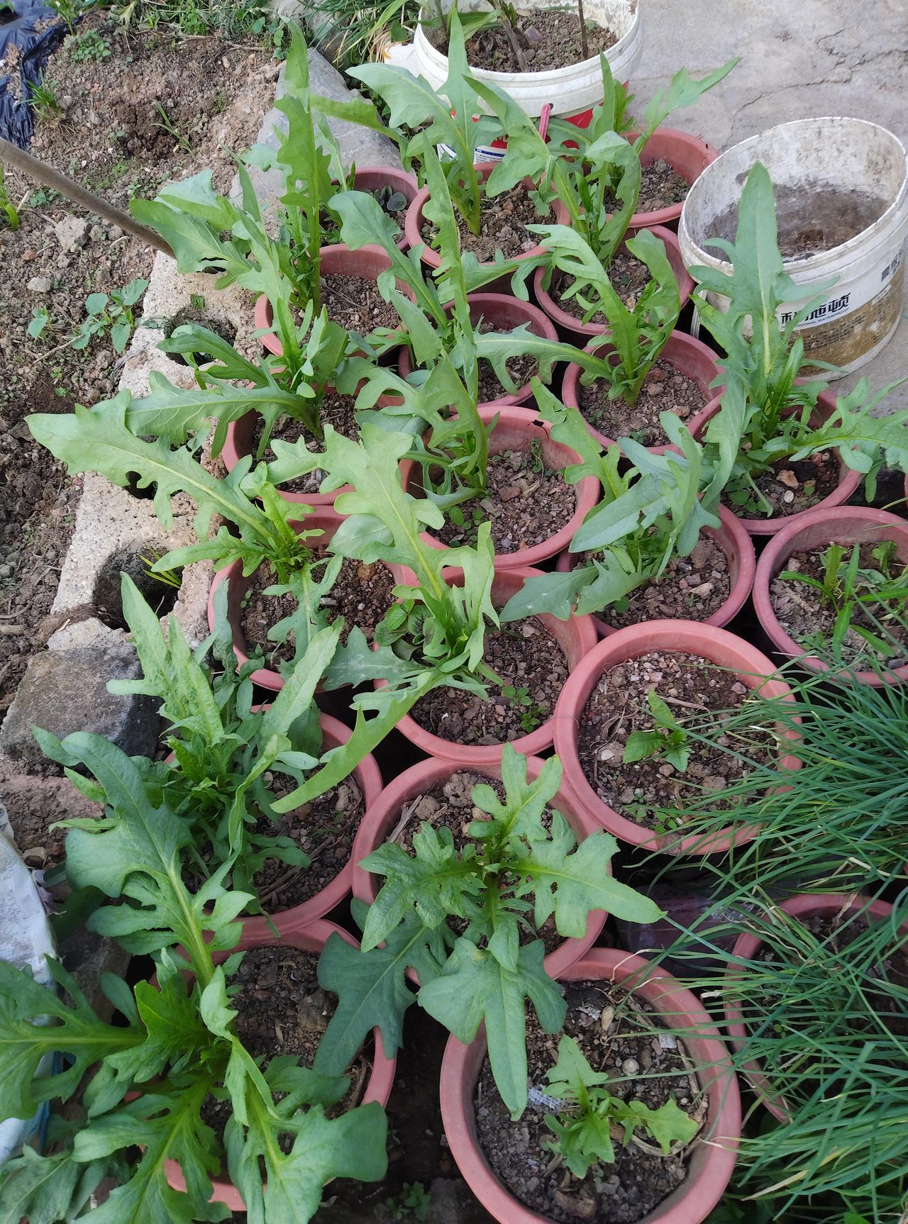 在自家门口小院种满菜的快乐，真的太治愈了！你看这一盆盆油麦菜，叶片鲜绿、长势喜人