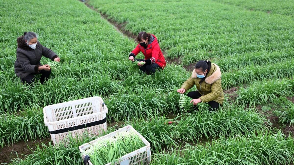 土豆、地瓜、辣椒高产秘籍: 老师傅的种植经验, 你也可以学