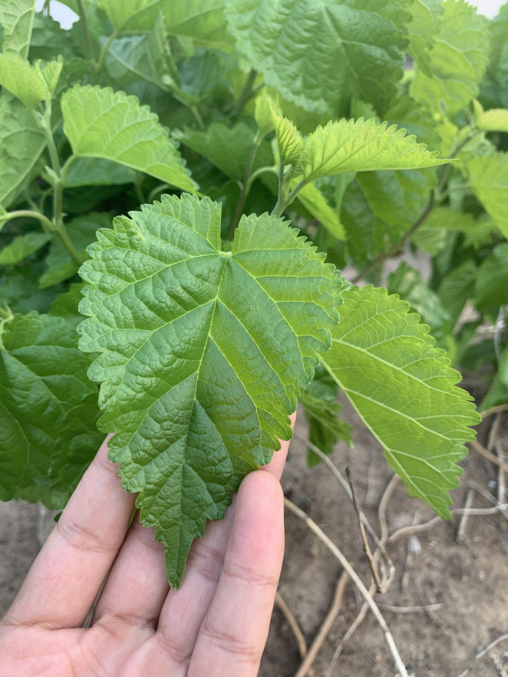 痛风用一把桑叶，干的霜打的都行，煮水喝，一次两千毫升，但是不要煮太久，十到十五分