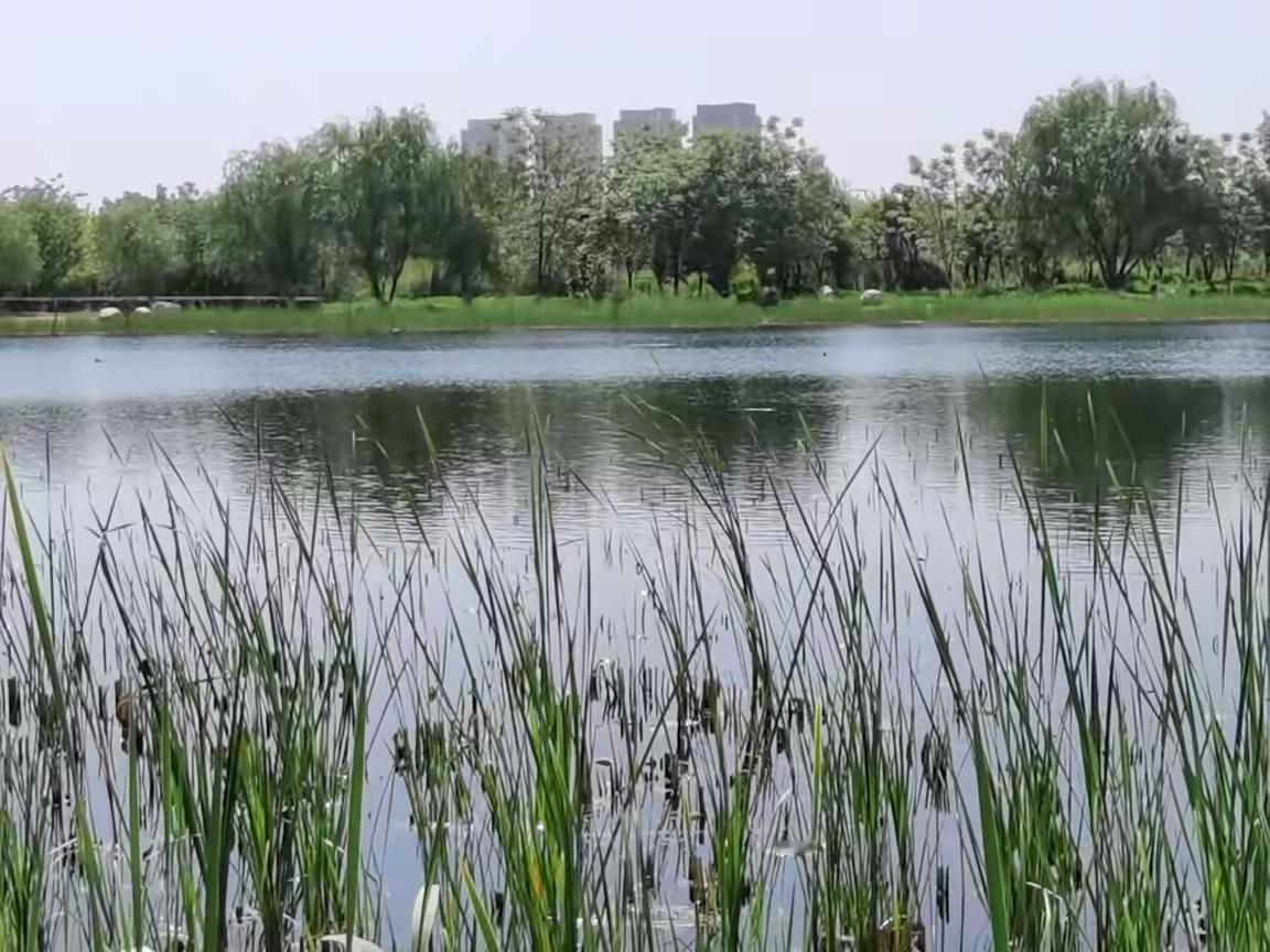 湖水荡漾心旷神怡晒图笔记大赛湖水荡漾心旷神怡水色风吟湖水轻轻荡漾把