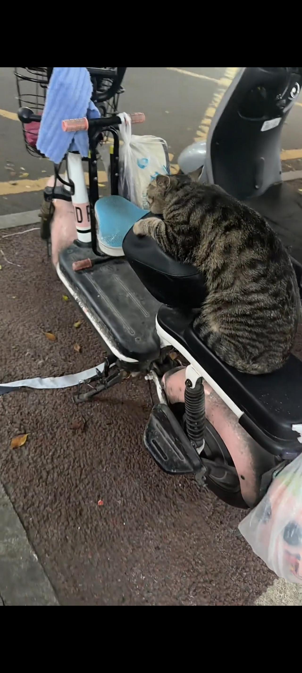 这只不知道从哪里冒出来的流浪猫，看得出她生活得非常的不如意，没吃没喝也就罢了，甚