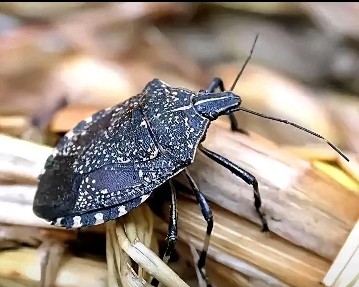 中午太阳出来了，暖暖的。刚好遇到朋友在抓“打屁虫”，我眉头紧皱，好臭！你抓它干嘛