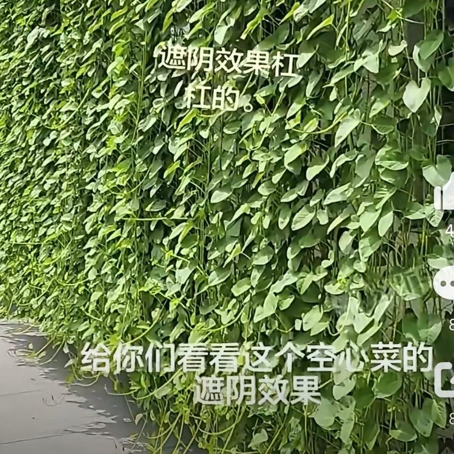 人怎么这么聪明！江西，一女子家里夏天西晒严重，屋里热得像蒸笼。她没装遮阳帘，也没