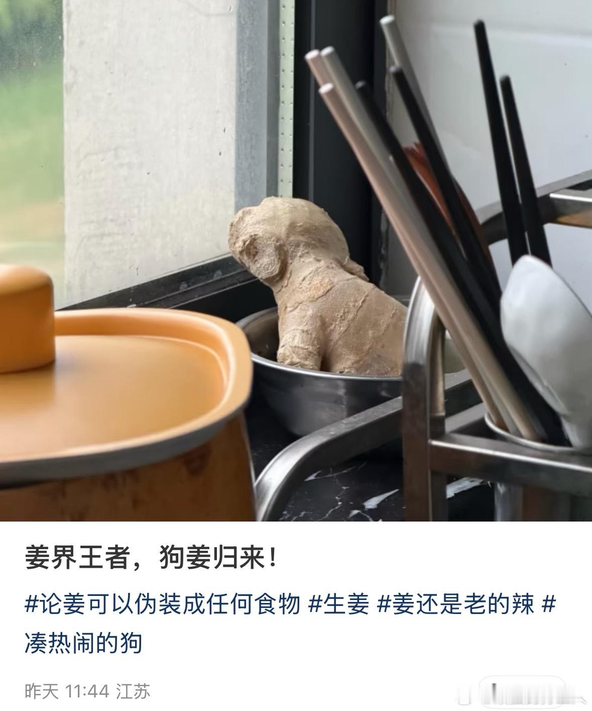 我的眼神已经差到可以把一块生姜看成小金毛幼犬了