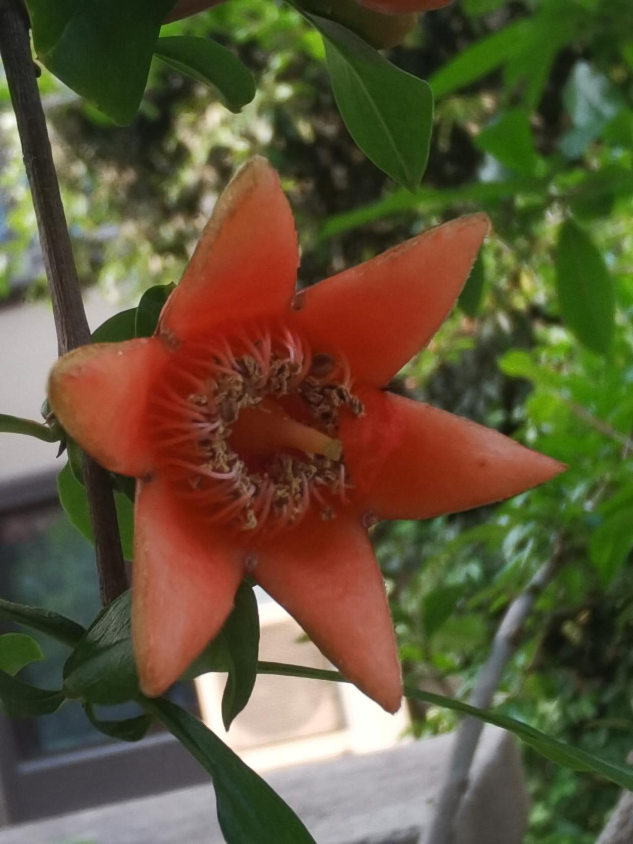 雨后拍摄小区的石榴花、月季花。月季石榴花