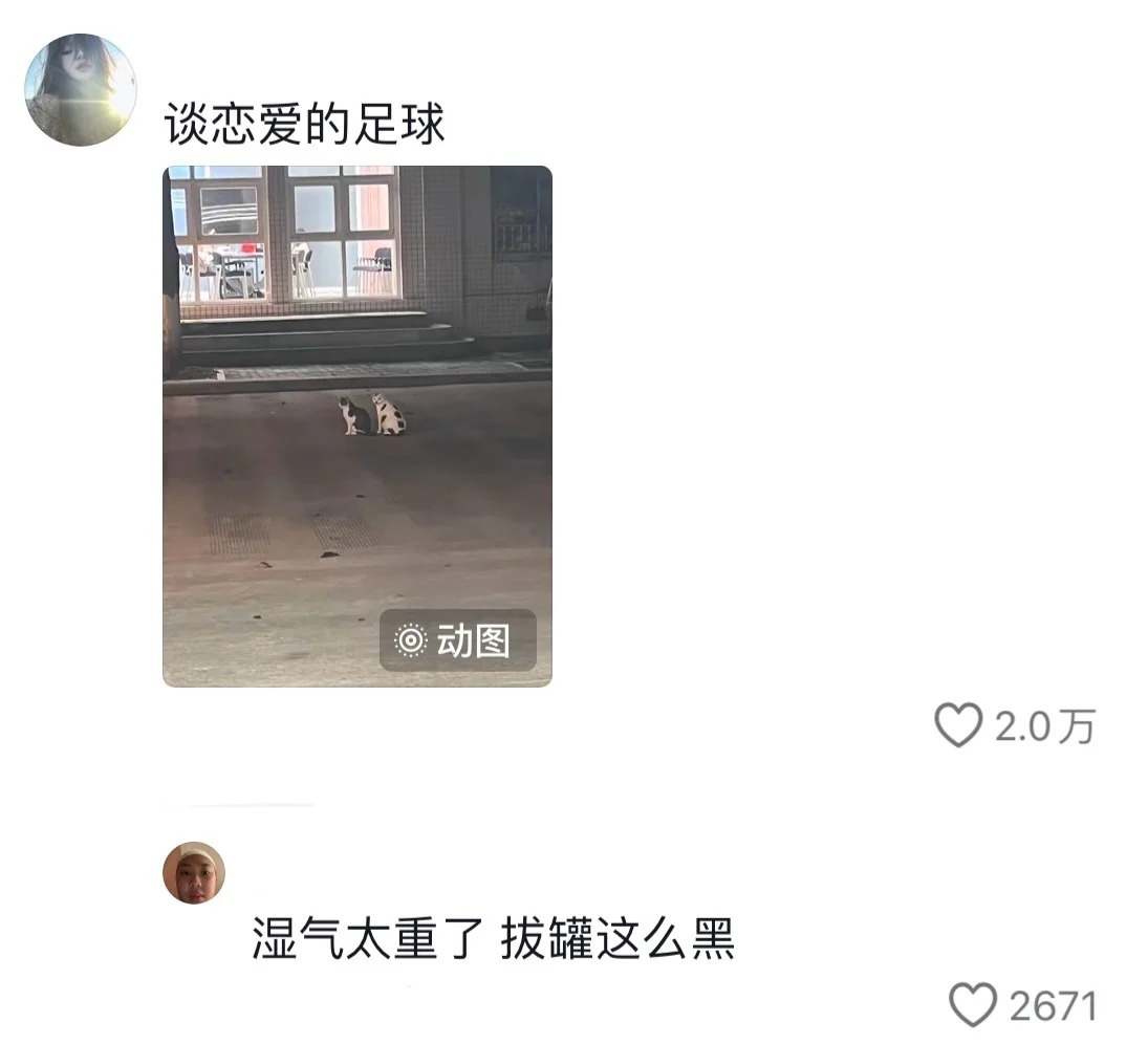 猫咪各种时候！纯正猫味儿[爱心]