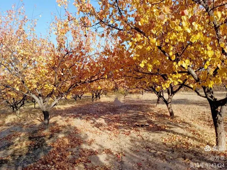 上联：莫道秋日芳菲尽下联：且看春风柳絮飞，下联：怎奈冬寒梅雪傲。