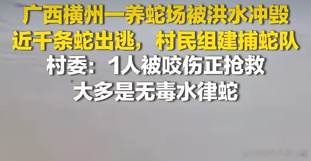村民捕蛇队已抓到不少蛇7月6日上午，广西横州市云表镇邓圩村的一处养蛇场，因强降雨