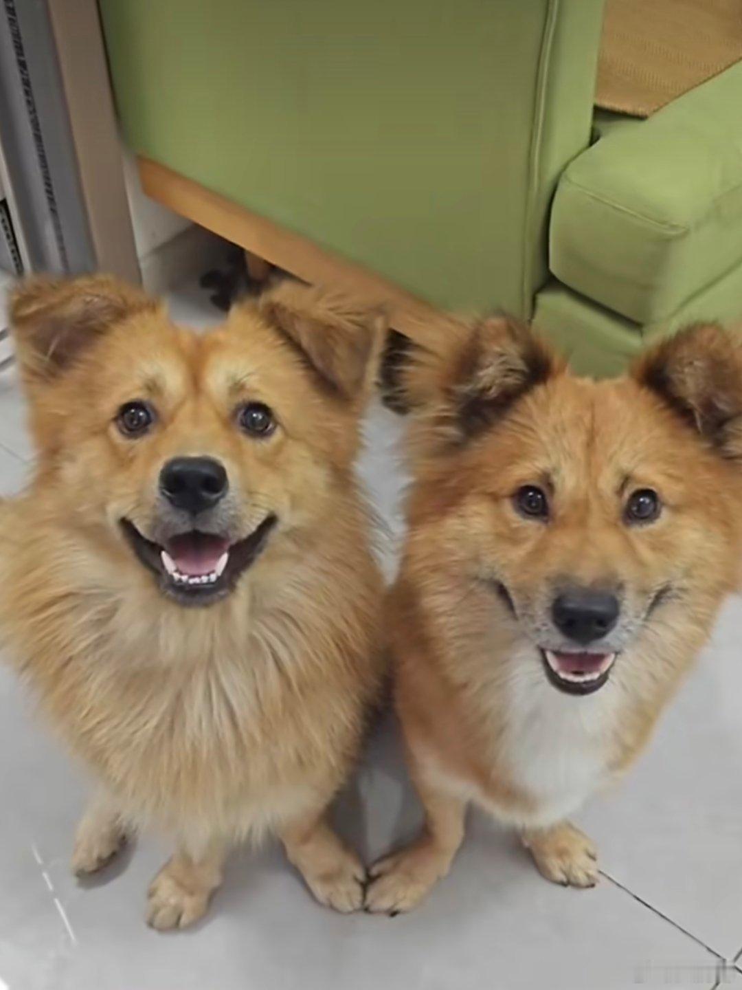 捡到了两只一模一样的小狗说长得一样吧，仔细看还是能看出区别的，但这两只狗应该是