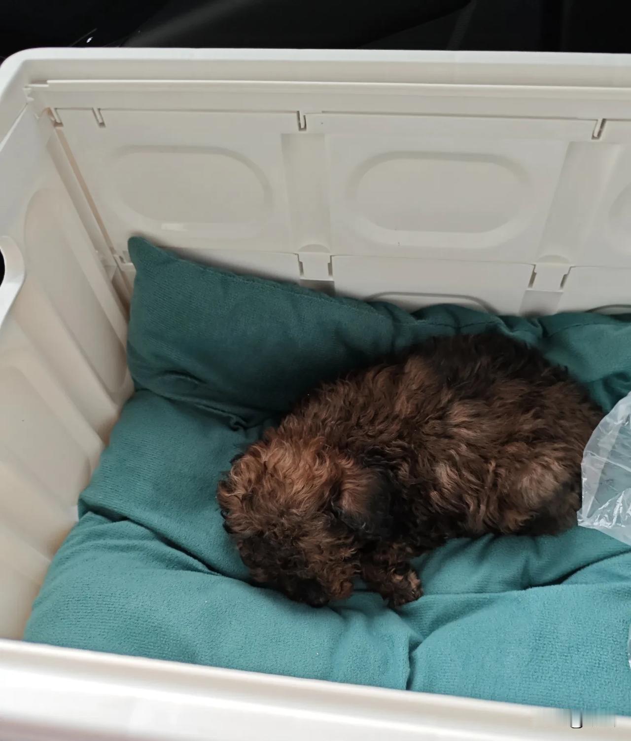 说心里话，我不想让小孩养狗，不是因为小狗不可爱，也不是因为我不喜欢小狗，