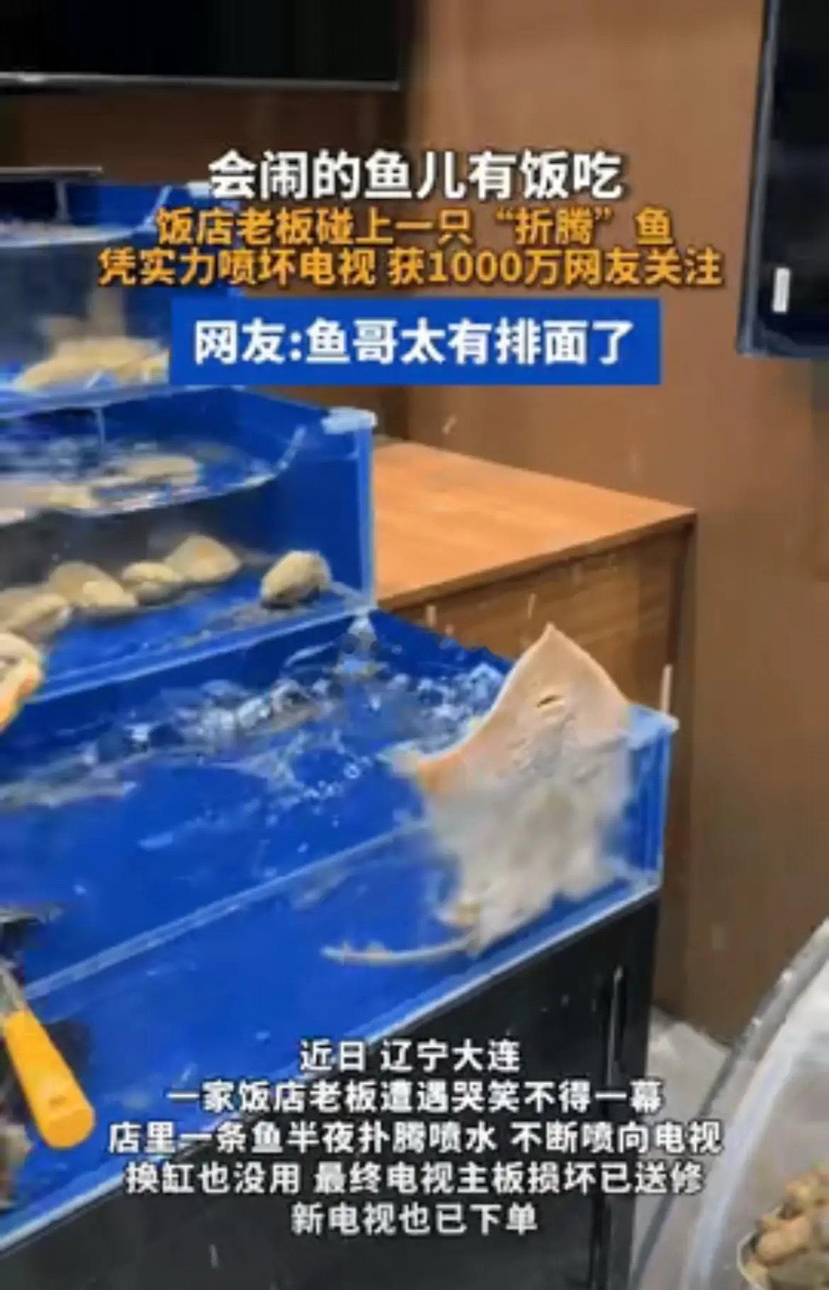 笑不活了！辽宁大连，饭店里一条孔鳐，一到半夜要下班的时候，就在水池子里疯狂扑腾，