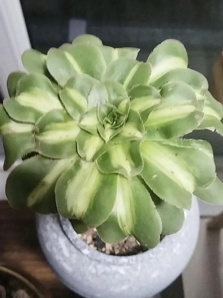 休息久了是不是都不想去上班了不爱上班了，就想在家躺着！