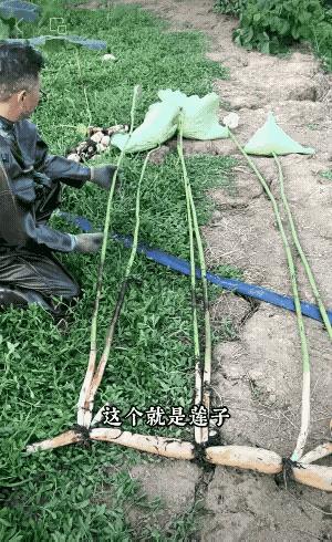 给城里的孩子科普一下，什么是荷叶荷花和莲子莲藕！