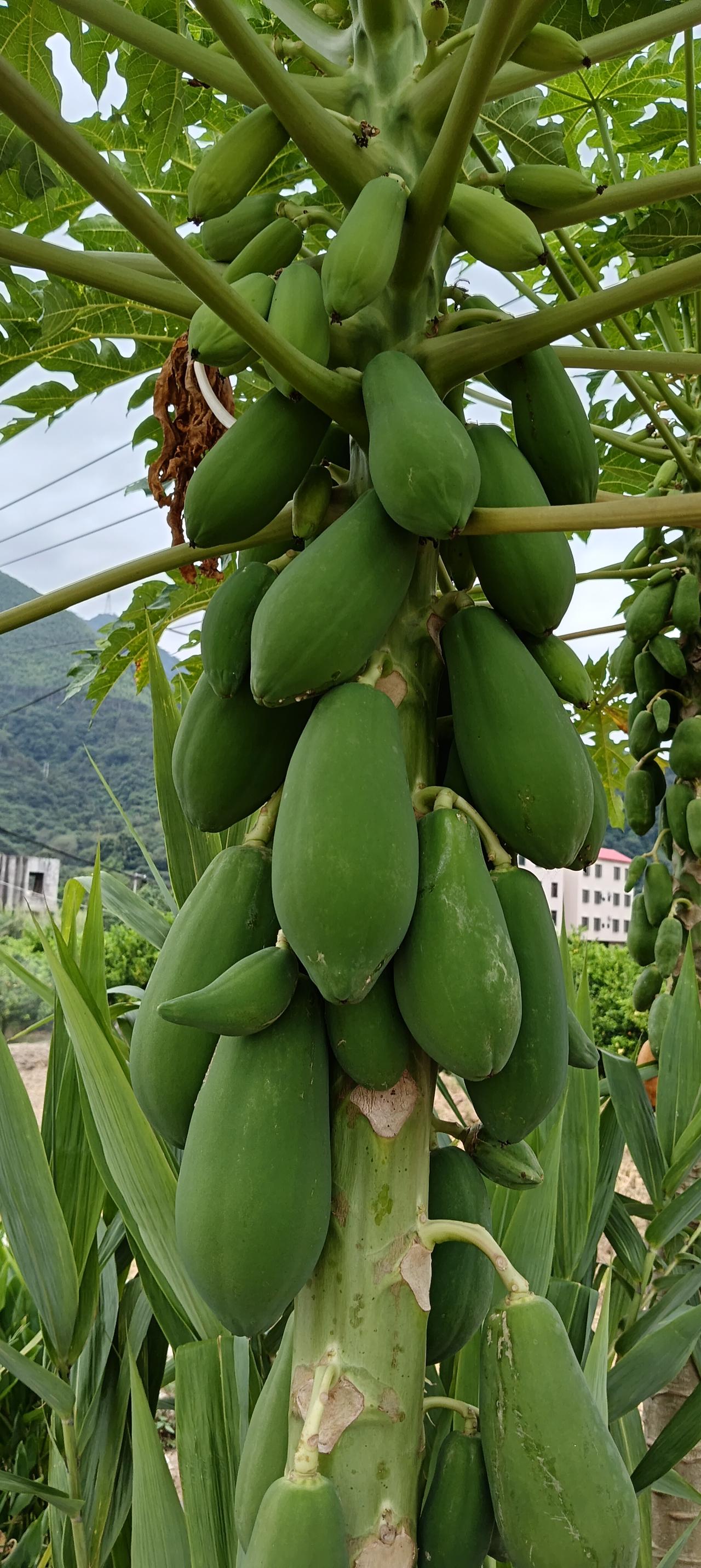 《木瓜》我全年都在生育,繁衍后代,不是开花,就是结果,硕果累累满树。只要我一颗树