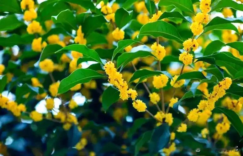 秋吃白，冬吃黑。就是冬天养阴的主要方向！我们可以用一些黑豆，黑米，黑芝麻，做