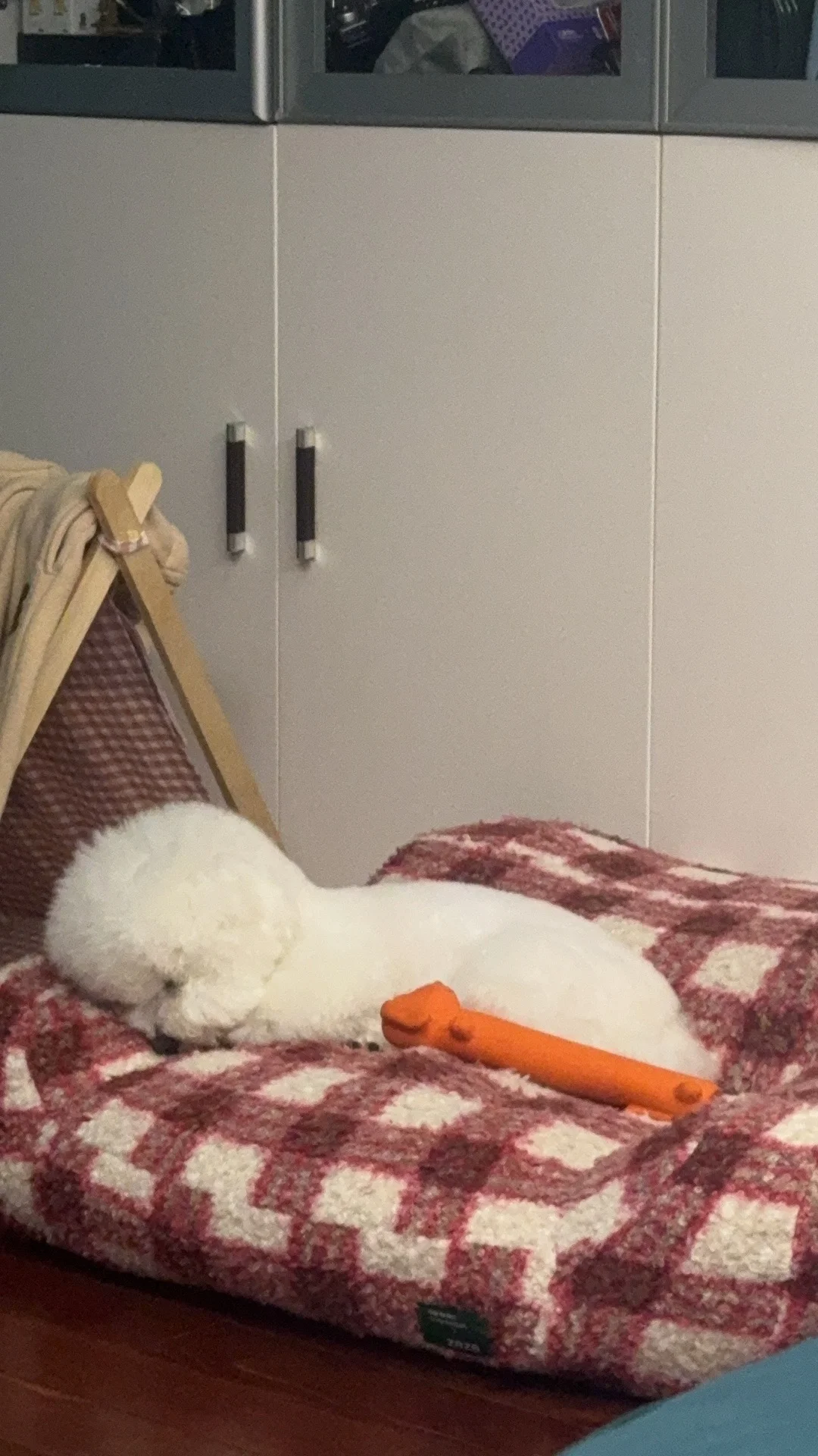 狗狗还是镶嵌的可爱