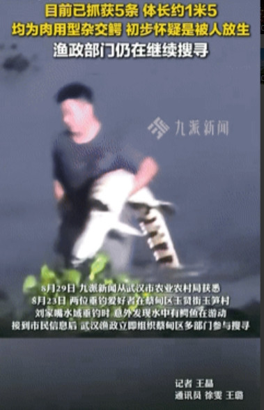 又蠢又坏！”湖北武汉，2名钓鱼佬晚上在湖边悠闲钓鱼，不料突然看到水里有鳄鱼扑过来