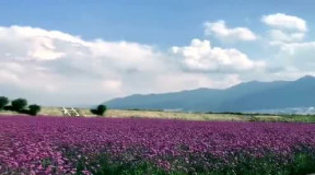 薰衣草