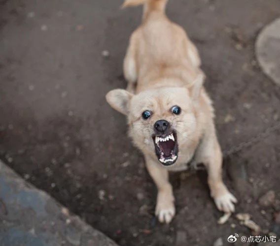女子在家被流浪狗咬伤3天后狗死了小时候看过预防狂犬病的警示片，现在看到狗都躲