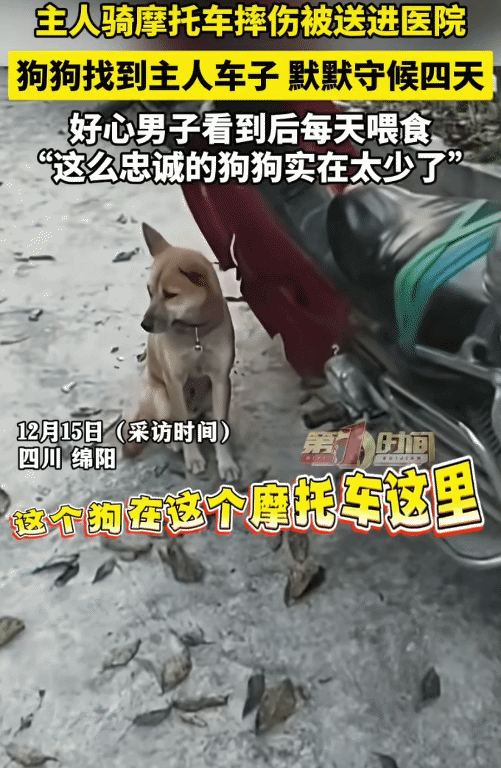 “万物皆有灵！”四川绵阳，狗狗的主人骑摩托车摔伤被送进医院。没想到，它找到主人的