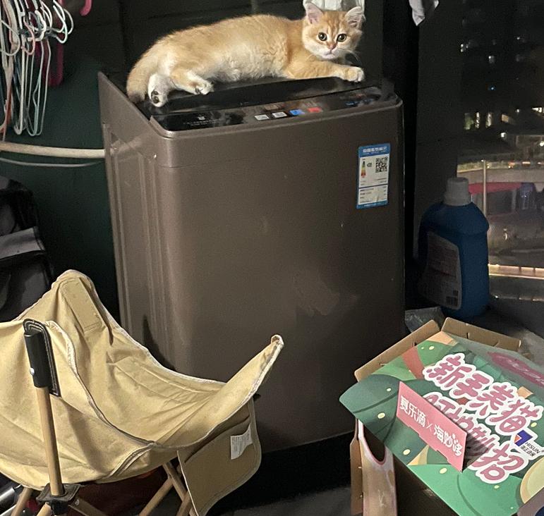 猫咪整天关阳台会抑郁吗？我家猫咪4个多月大了，由于猫咪掉毛严重，我让它住阳台，一