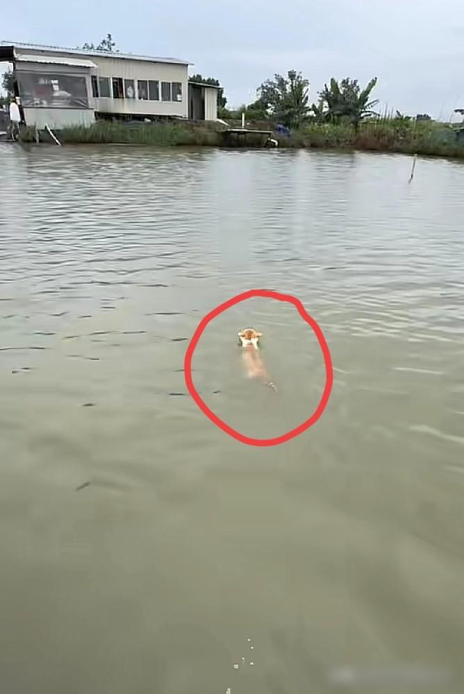 江苏这只猫，算是把全天下宠物猫的底裤给扒了。饭点主人隔着河喊了一嗓子，这猫直