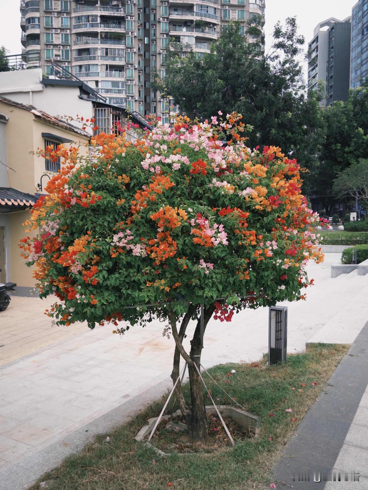 广州陈家祠惊现“彩虹树”！一棵竟有5、6种颜色。陈家祠广场这棵三角梅太绝了