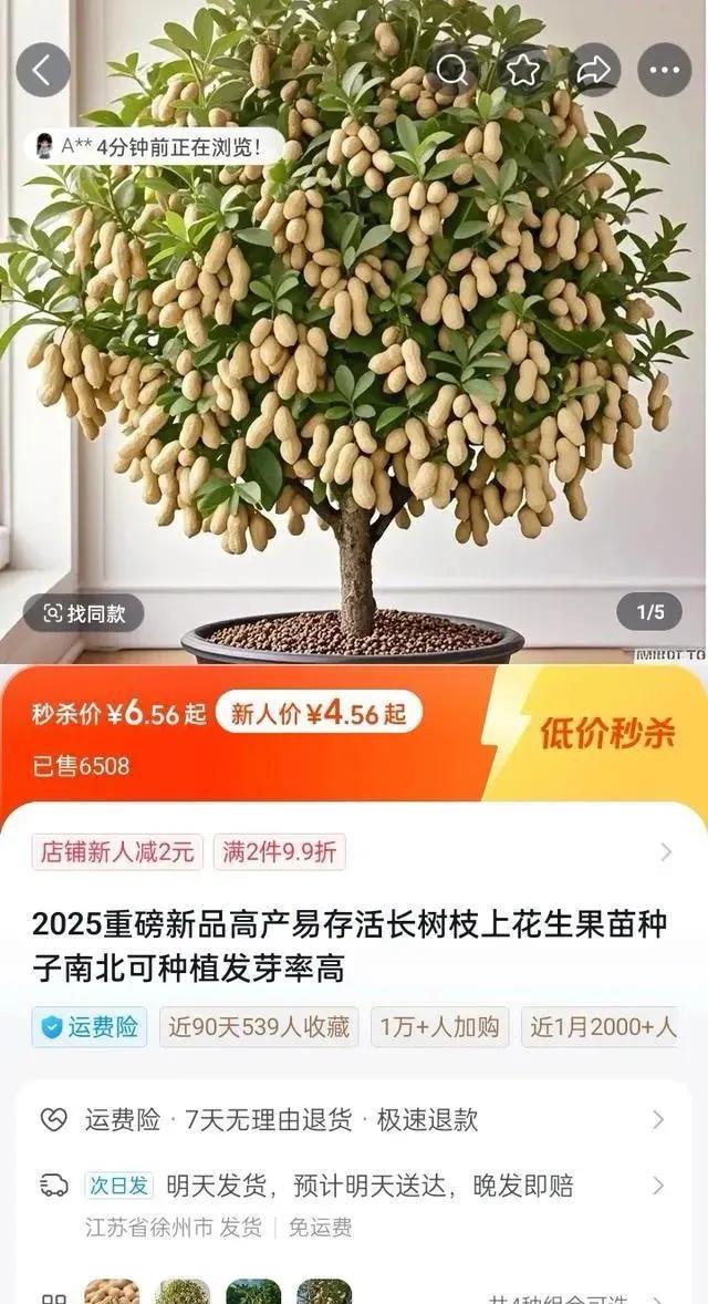 第一次见花生树真漂亮啊