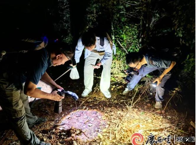 有一条蛇，被天敌追上的时候不跑。它竖起尾巴，因为尾巴长得跟头一模一样。天敌一口咬