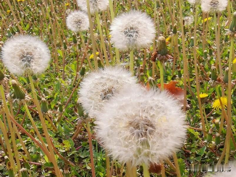 很多时候，让婆婆“伤透”的，不是因为某一件事，而是长期不被看见的委屈。作为婆婆