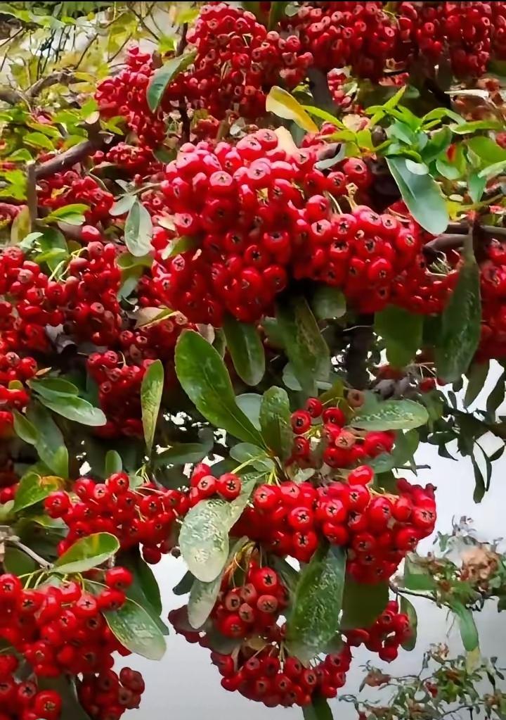 这个叫红把果，也是我们熟称的“救命粮”。听说红军当年长征很多战士快饿死了，就是吃