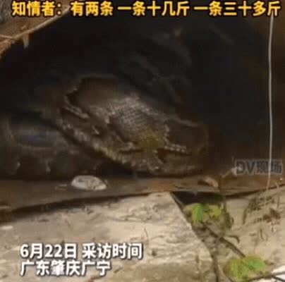 太吓人了！广东肇庆，女子出门闲逛，发现一废弃屋内有动静，她以为是野猫，结