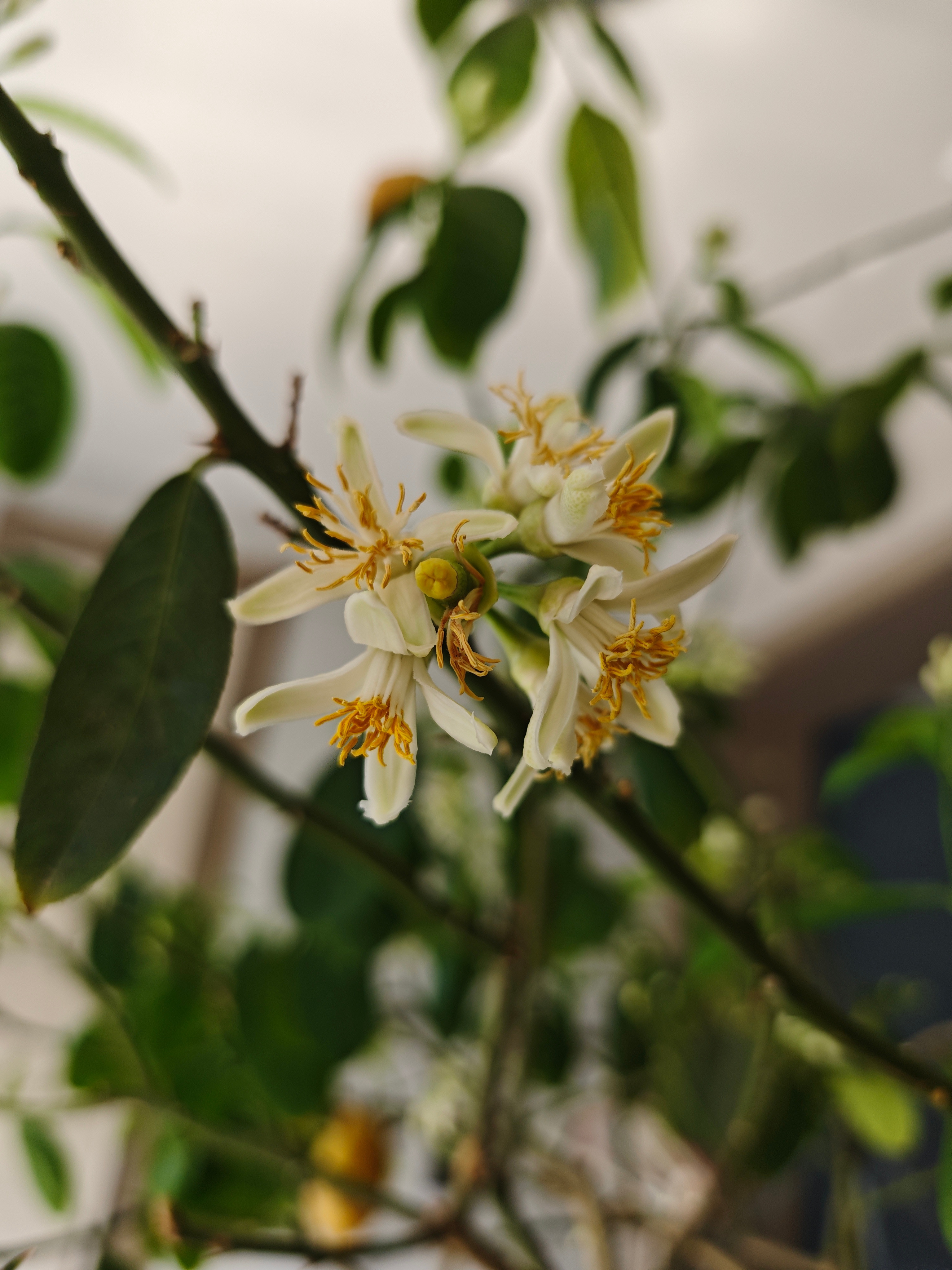 柠檬开花了，一簇里面只有中间一朵雌花，周围一圈都是雄花，这结果率