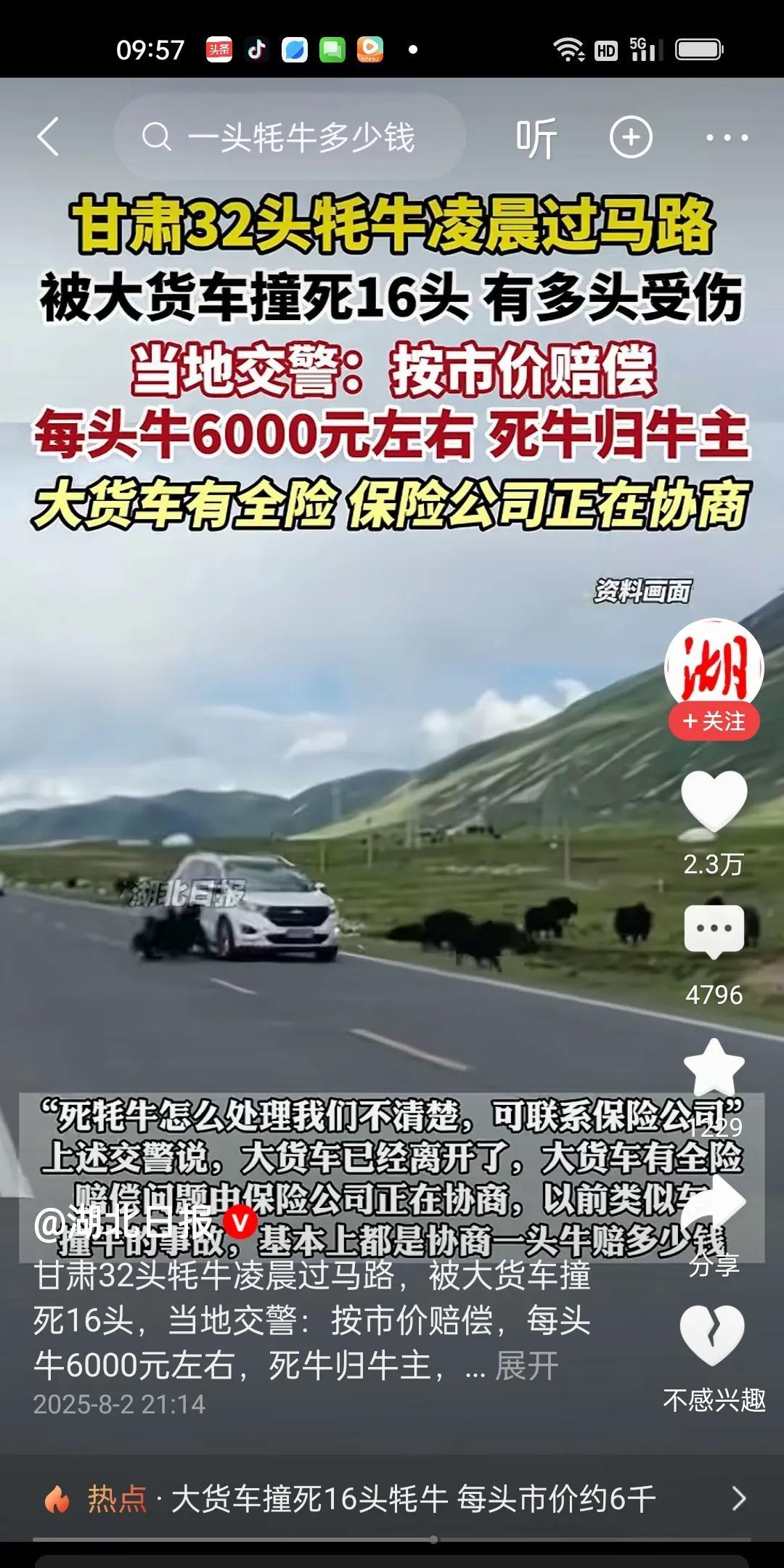 甘肃32头牦牛凌晨过马路，大货车撞死16头，还有多头受伤。结果竟然是这样处理，按