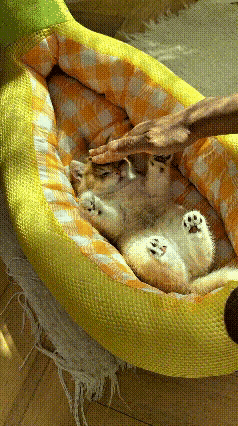 这个视频我反反复复看了好几遍，实在太招人喜欢了。小奶猫原本玩得十分起劲，主人轻声