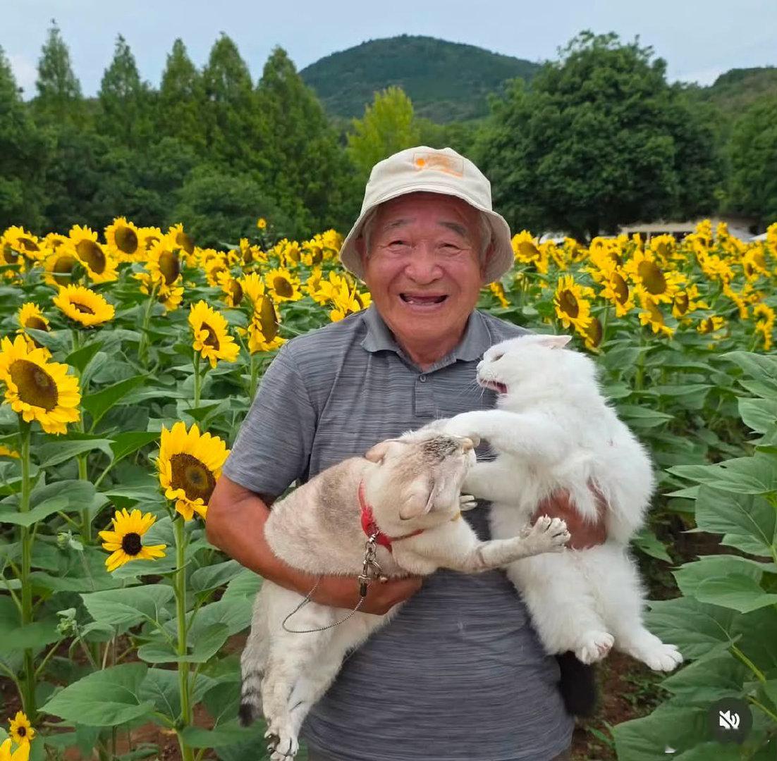 这位老爷爷试图给他的猫咪们拍照，但每次都出意外状况
