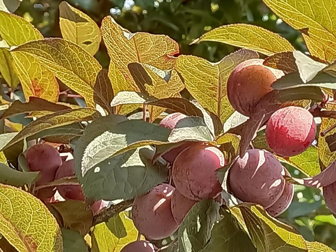 绿化芾树上小果子