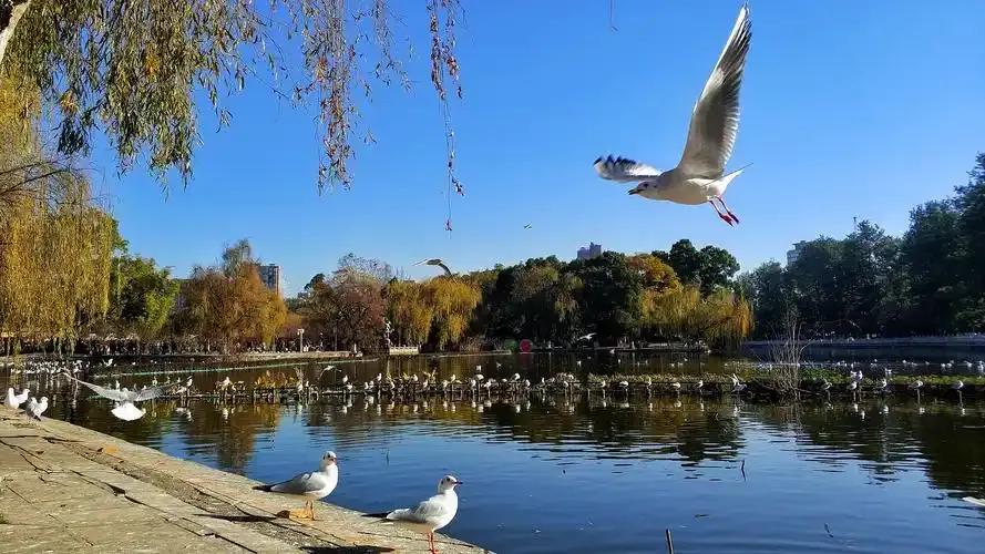 即使在夏天，最高气温也只有28℃，而到了冬天，平均气温一般都在8～16℃之间。即