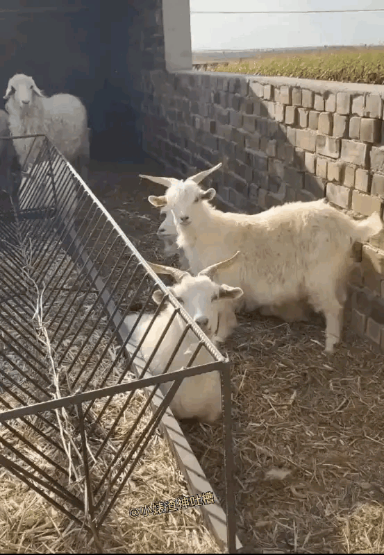 这只羊🐑是什么品种，长得太有个性了！谁能下得手杀吃肉？[哭哭]