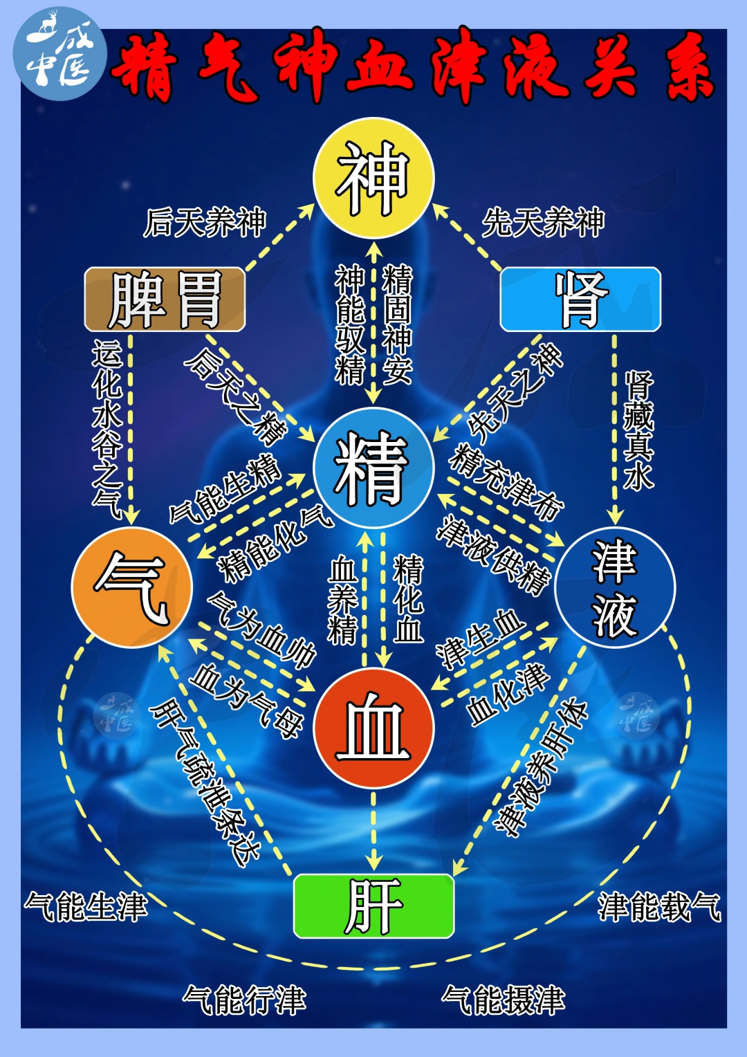 《中医养生学》精气神气血津液关系图！