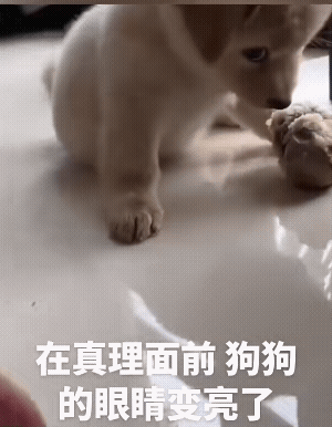 守食杠杠的猛。可主人往前已扔，瞬间它就老实了。不仅仅一声不吭的合着了呲牙的嘴，而