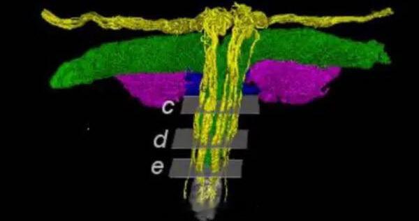 科学新知荷兰研究团队首度成功绘制女性阴蒂神经分布的3D立体模型，解开医学界